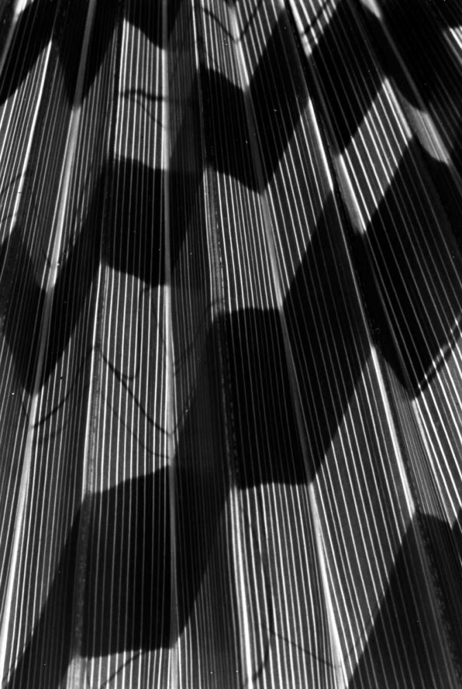 Shadow I art print by Lee Peterson for $57.95 CAD