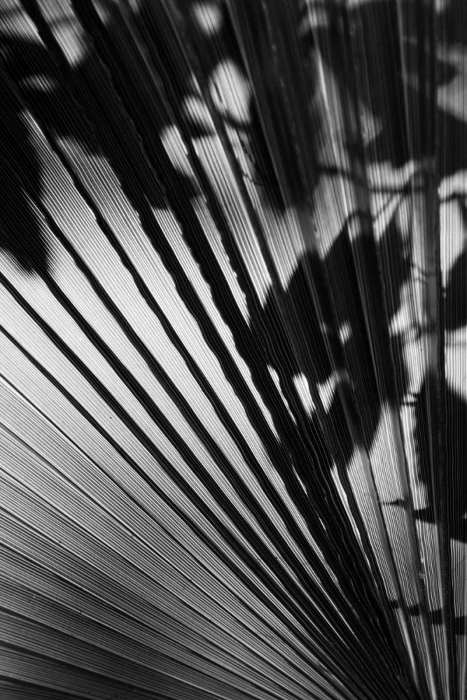 Shadow II art print by Lee Peterson for $57.95 CAD