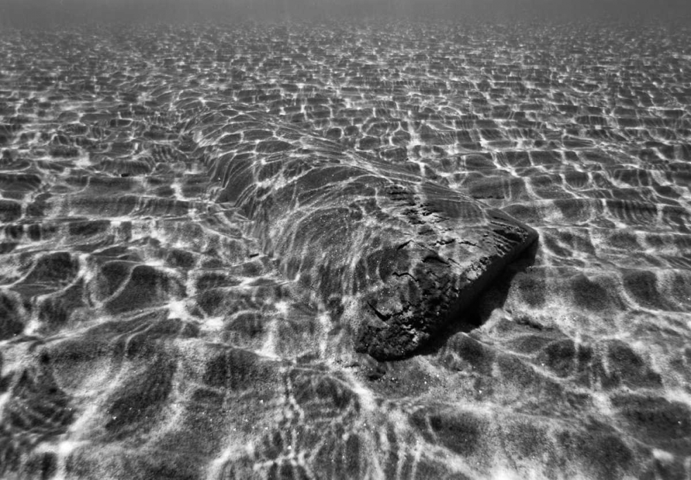 Underwater III art print by Lee Peterson for $57.95 CAD