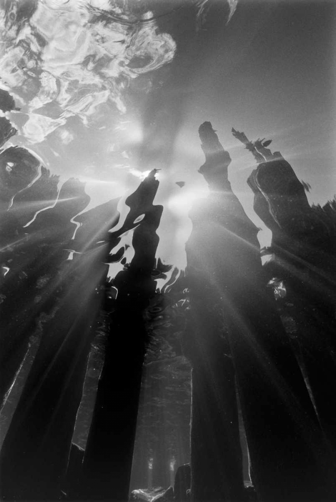 Pier Pilings VI art print by Lee Peterson for $57.95 CAD
