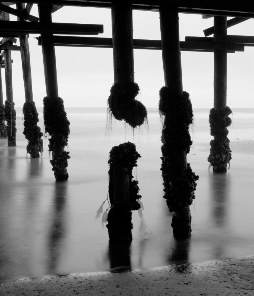Pier Pilings X art print by Lee Peterson for $57.95 CAD