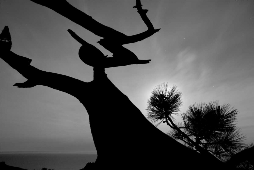 Tree I art print by Lee Peterson for $57.95 CAD