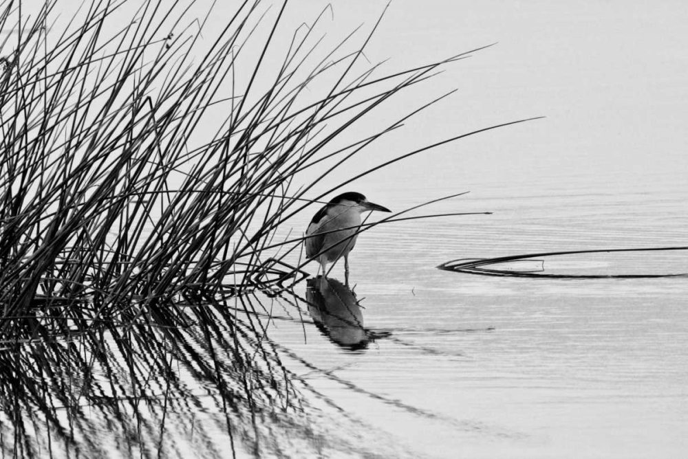Bird I art print by Lee Peterson for $57.95 CAD