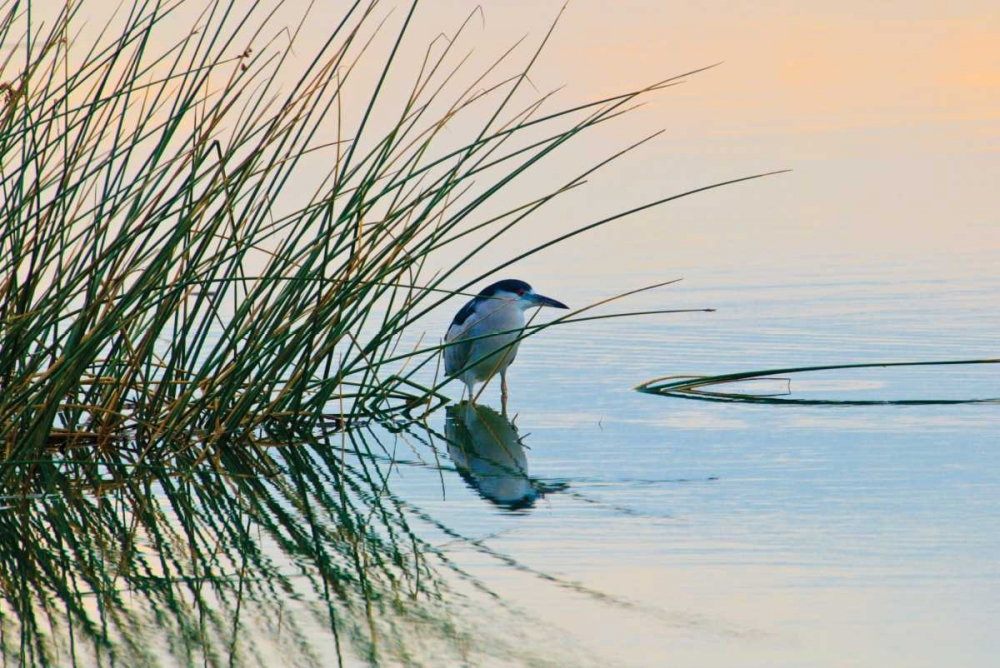 Bird II art print by Lee Peterson for $57.95 CAD