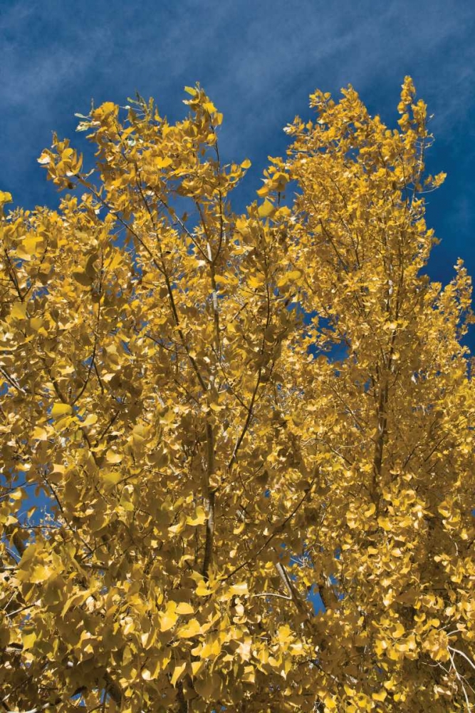 Fall Leaves I art print by Lee Peterson for $57.95 CAD