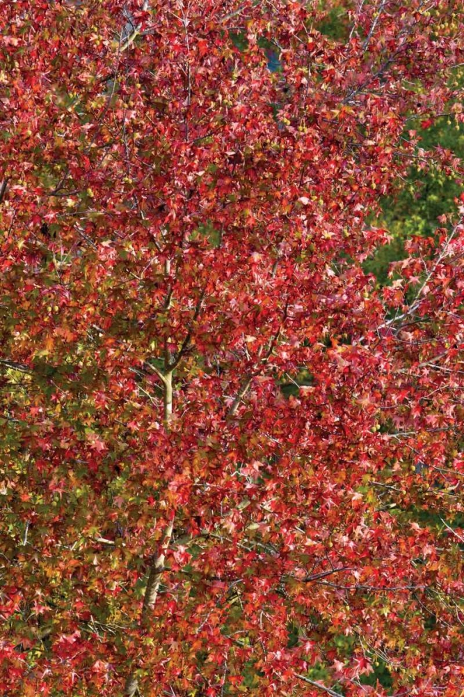 Fall Leaves II art print by Lee Peterson for $57.95 CAD