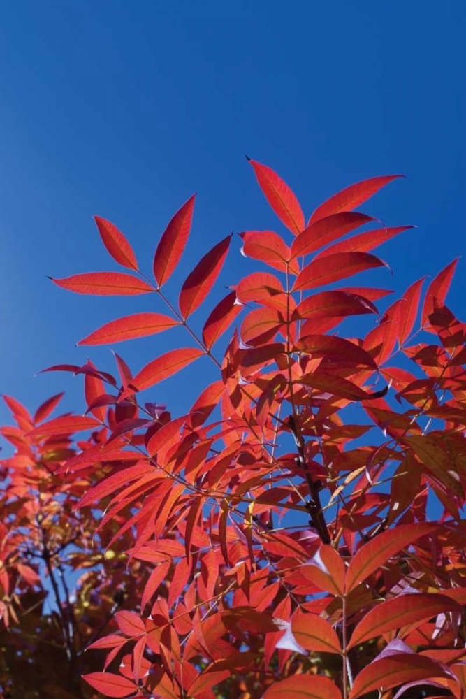 Fall Leaves III art print by Lee Peterson for $57.95 CAD