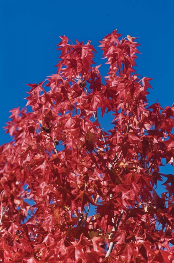 Fall Leaves IV art print by Lee Peterson for $57.95 CAD