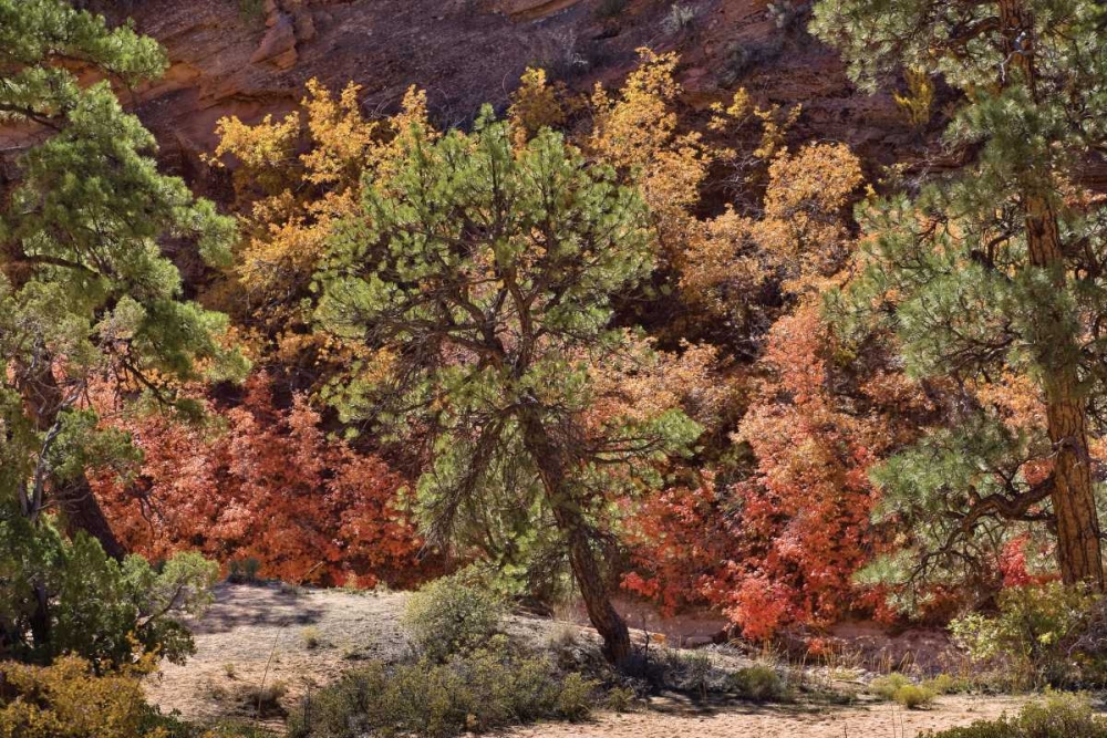 Fall Leaves V art print by Lee Peterson for $57.95 CAD