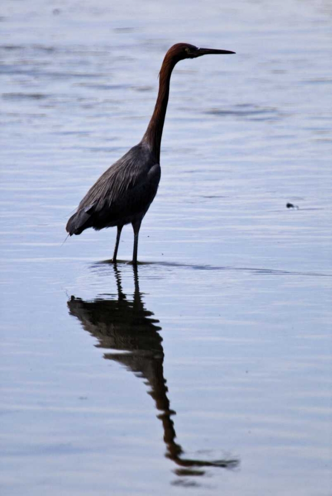 Bird IV art print by Lee Peterson for $57.95 CAD