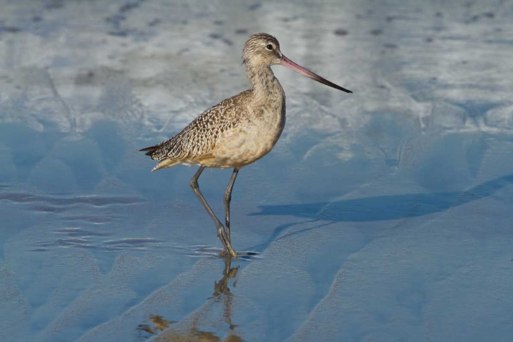 Shore Bird I art print by Lee Peterson for $57.95 CAD