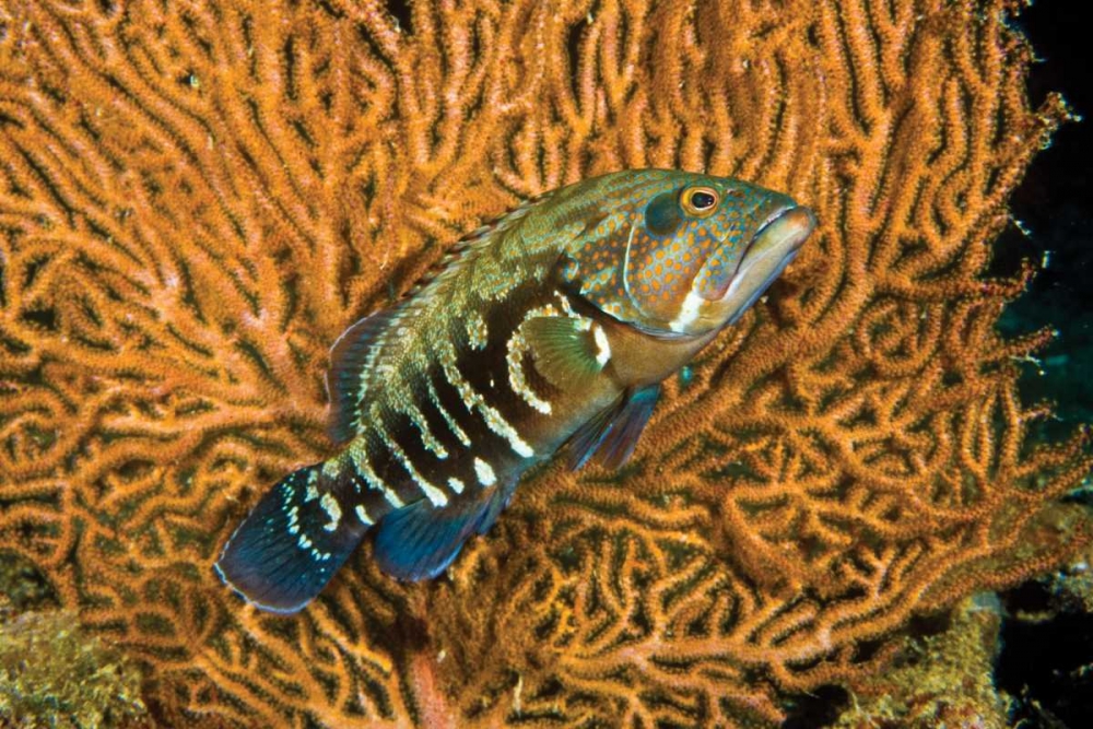 Fish I art print by Lee Peterson for $57.95 CAD
