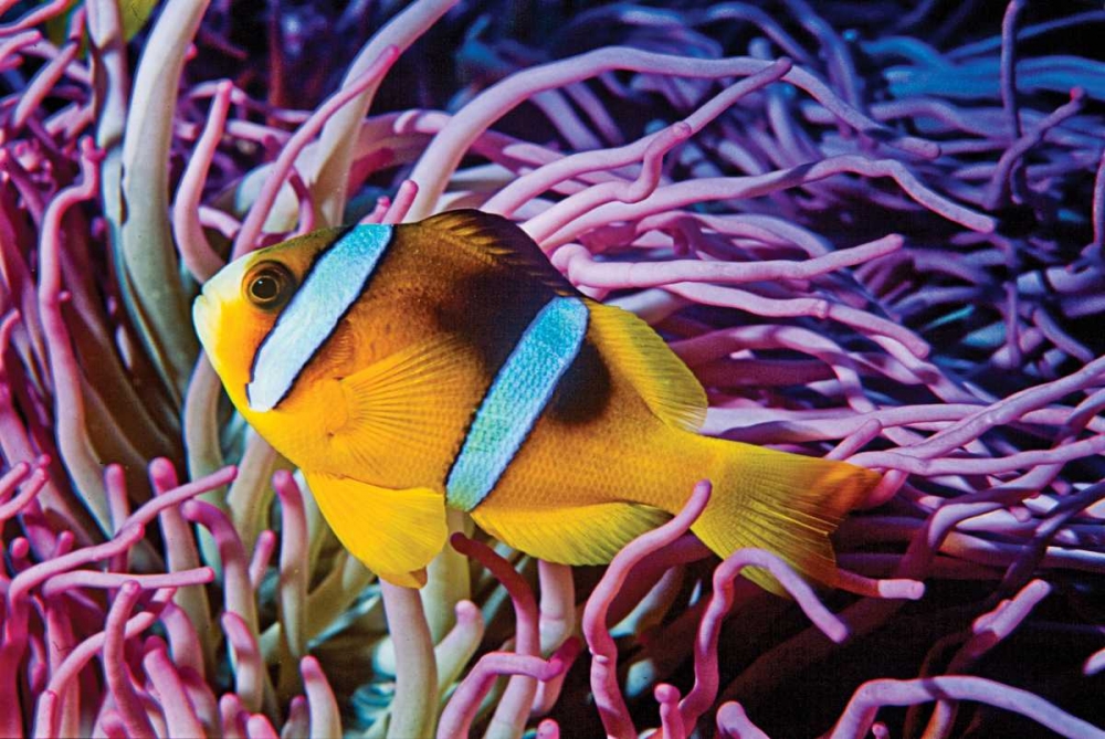 Fish II art print by Lee Peterson for $57.95 CAD