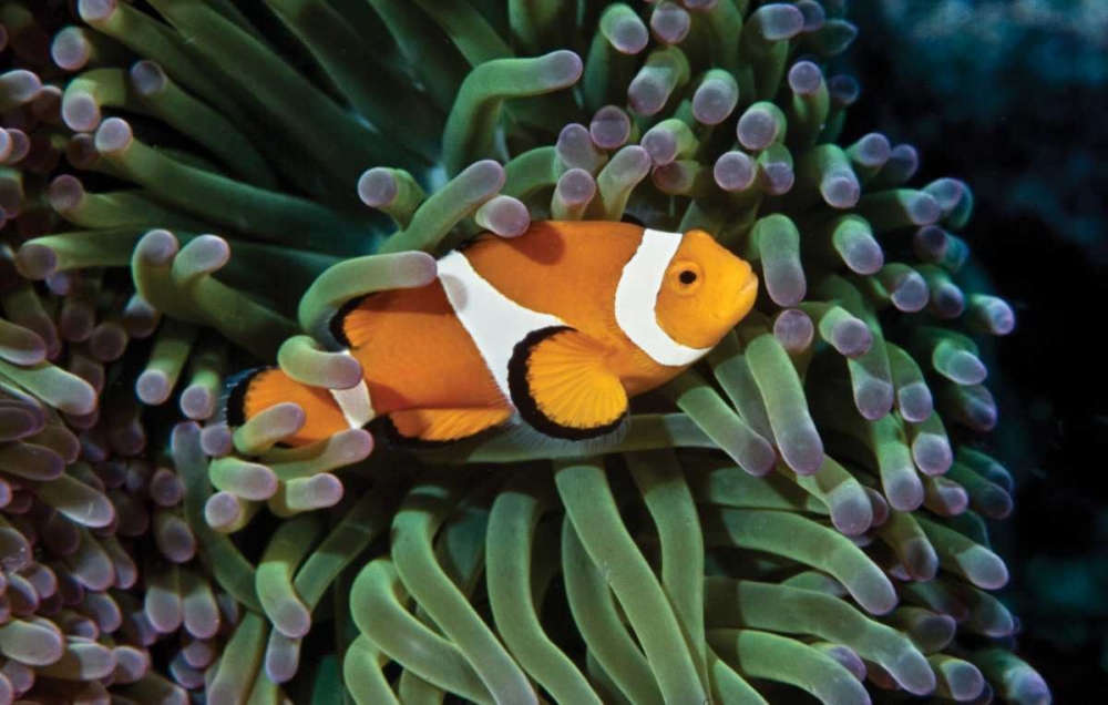 Fish III art print by Lee Peterson for $57.95 CAD