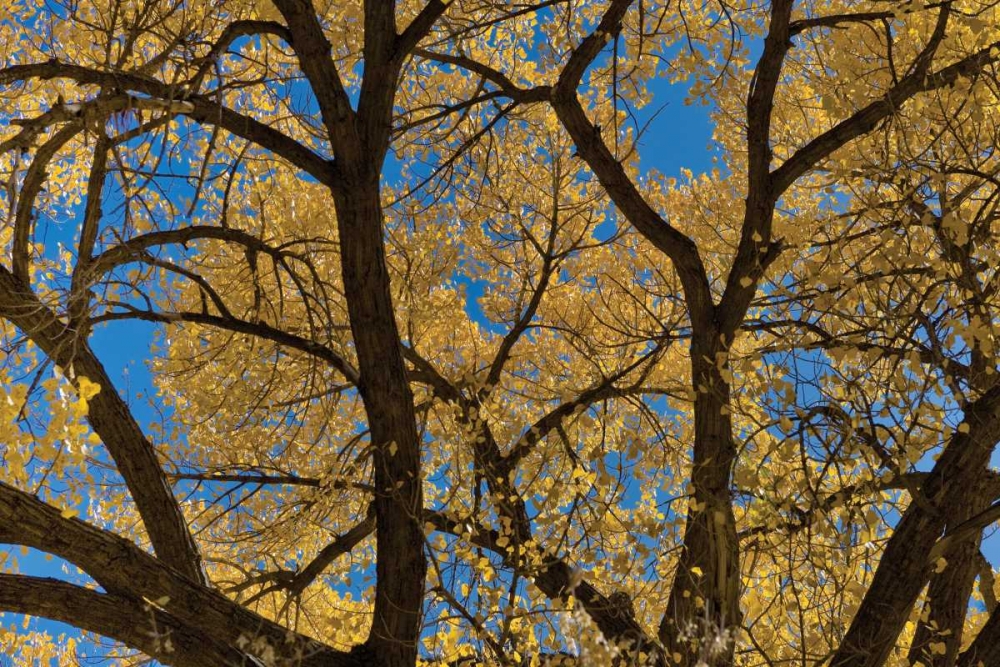 Fall Leaves VII art print by Lee Peterson for $57.95 CAD