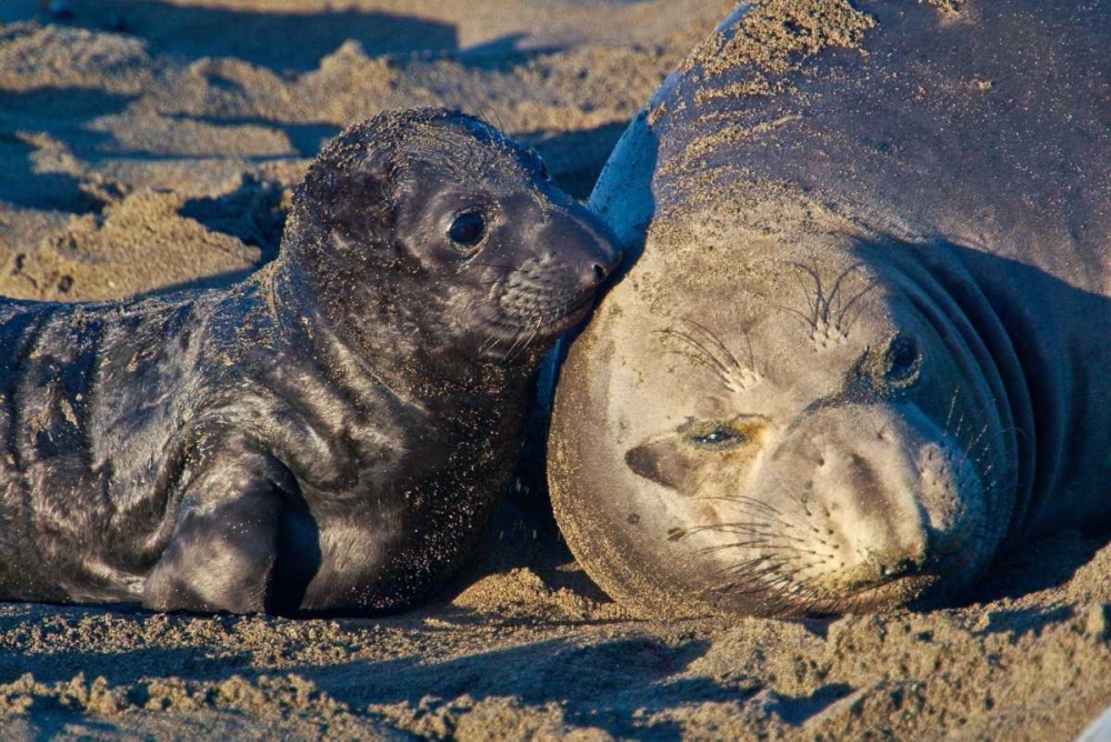 Elephant Seals I art print by Lee Peterson for $57.95 CAD