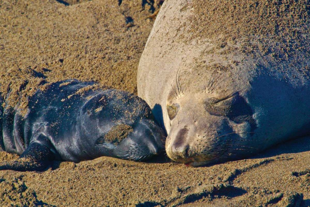 Elephant Seals II art print by Lee Peterson for $57.95 CAD
