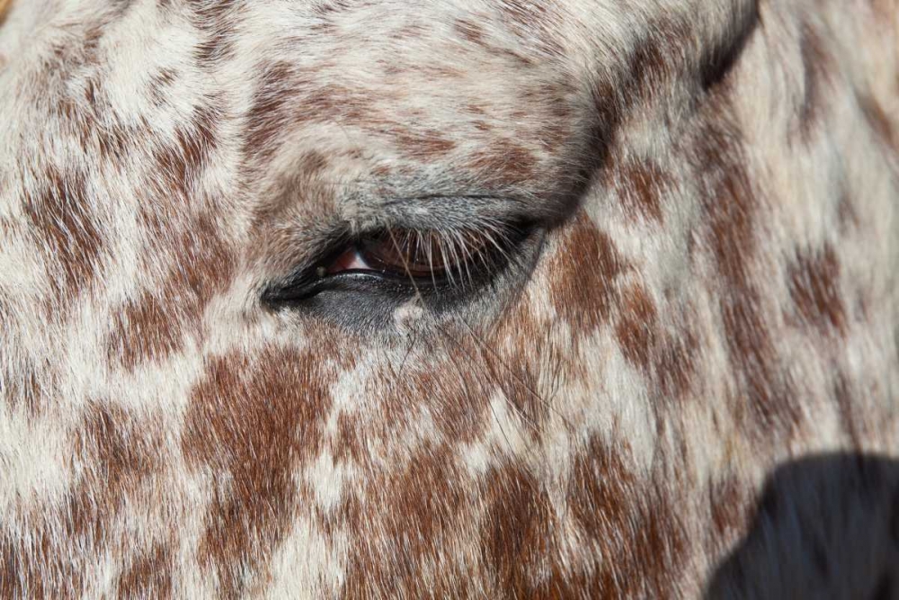 Horse Up Close I art print by Lee Peterson for $57.95 CAD