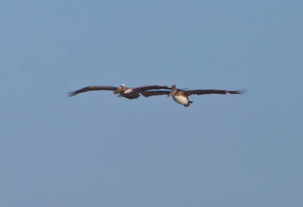 Pelicans in Flight I art print by Lee Peterson for $57.95 CAD