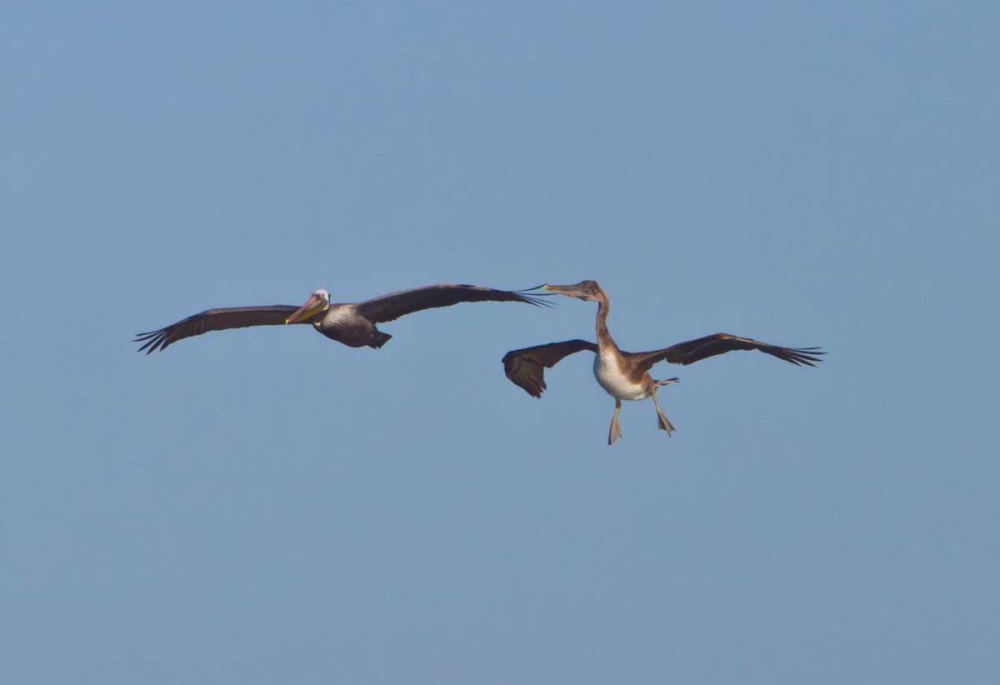 Pelicans in Flight II art print by Lee Peterson for $57.95 CAD