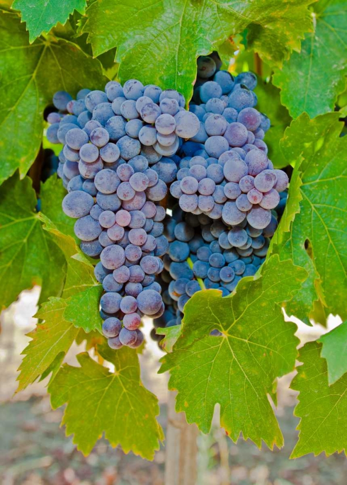 Cougar Winery Grapes I art print by Lee Peterson for $57.95 CAD