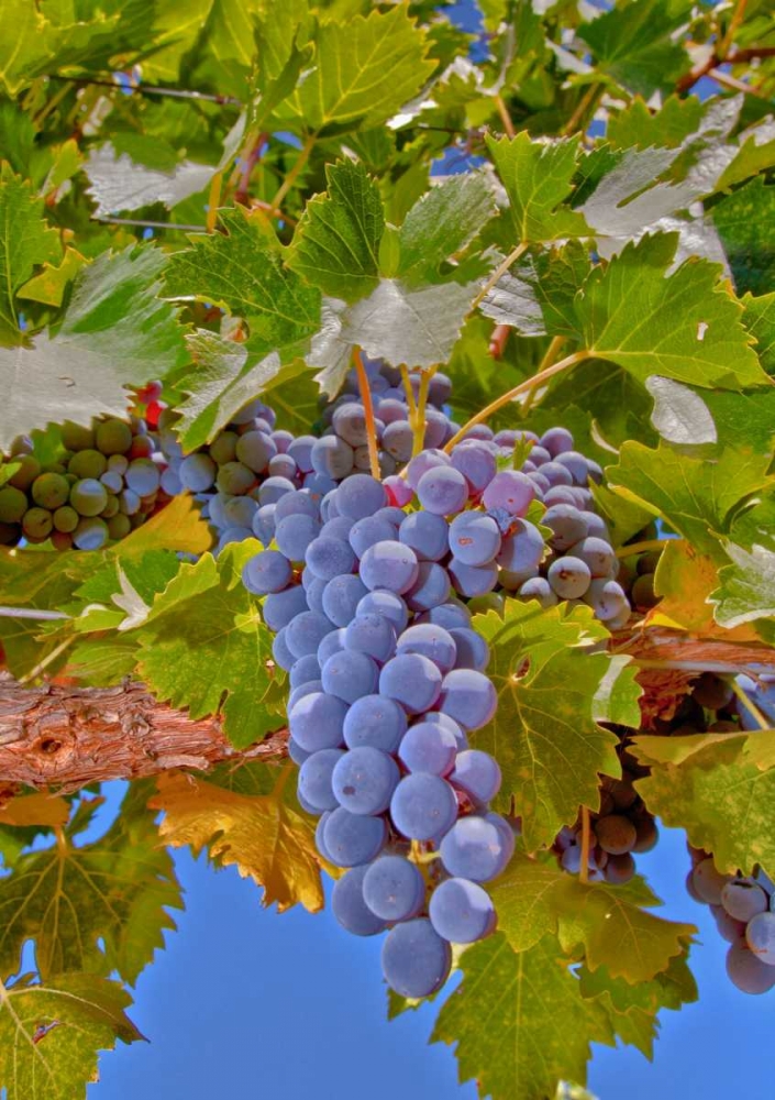 Cougar Winery Grapes II art print by Lee Peterson for $57.95 CAD