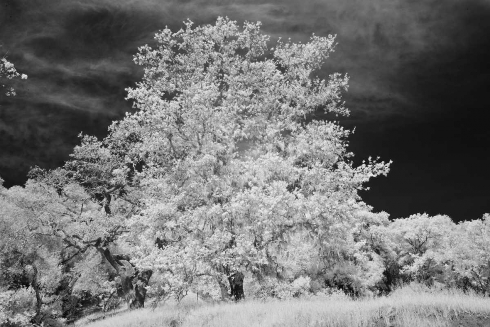 Cayucos IV art print by Lee Peterson for $57.95 CAD