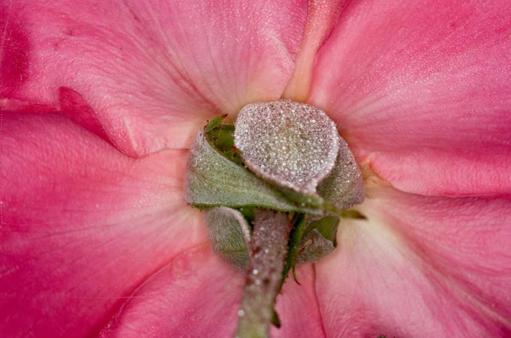 Rose Up Close I art print by Lee Peterson for $57.95 CAD