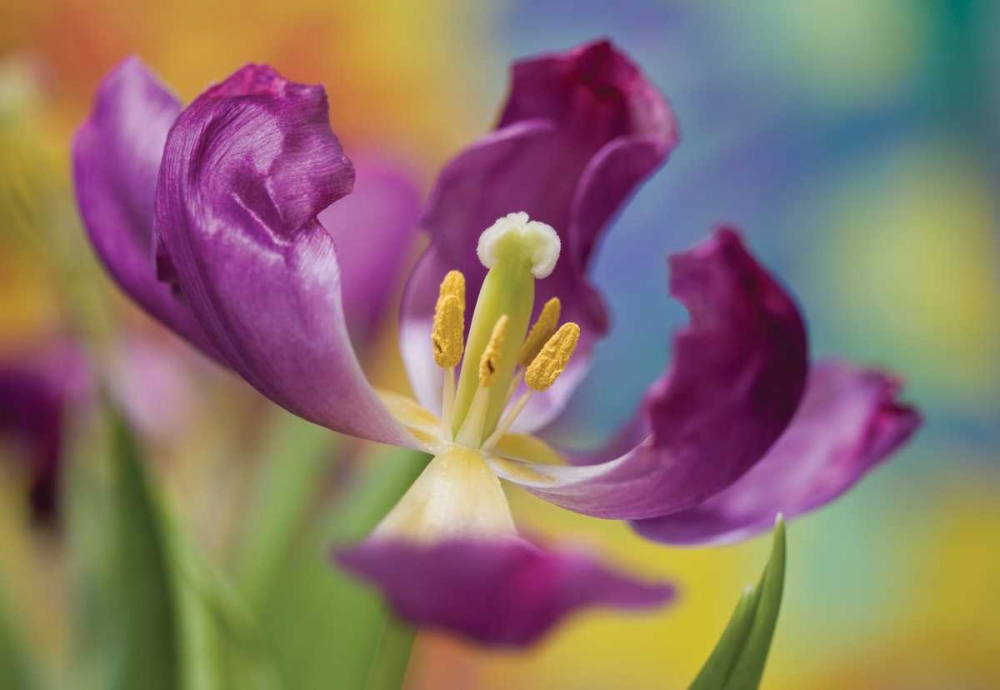 Purple Tulip I art print by Lee Peterson for $57.95 CAD