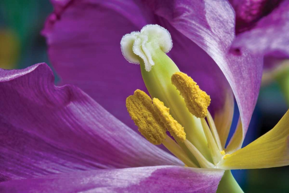 Purple Tulip II art print by Lee Peterson for $57.95 CAD
