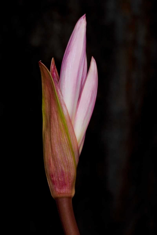 Pink Bloom art print by Lee Peterson for $57.95 CAD
