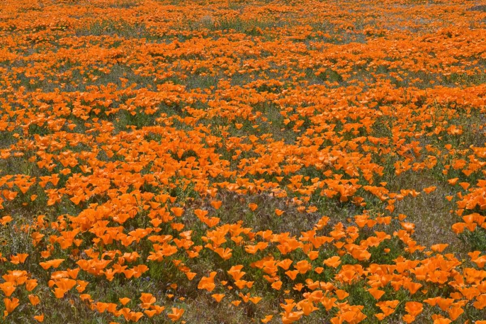 California Poppies II art print by Lee Peterson for $57.95 CAD