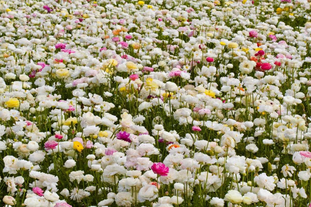 White Ranunculus art print by Lee Peterson for $57.95 CAD