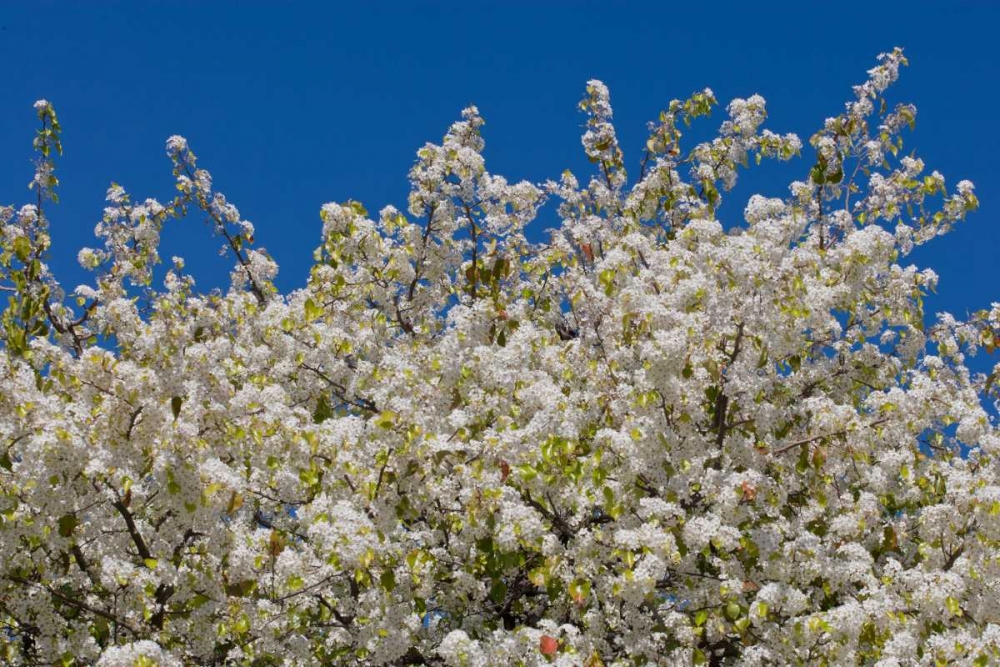 Tree Blossoms II art print by Lee Peterson for $57.95 CAD