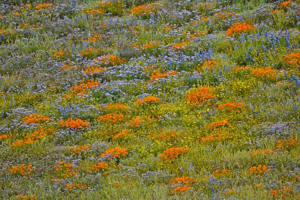 Wildflower Hills I art print by Lee Peterson for $57.95 CAD