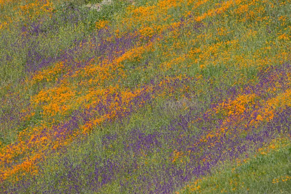 Wildflower Hills III art print by Lee Peterson for $57.95 CAD