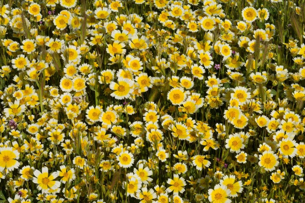 Yellow and White I art print by Lee Peterson for $57.95 CAD