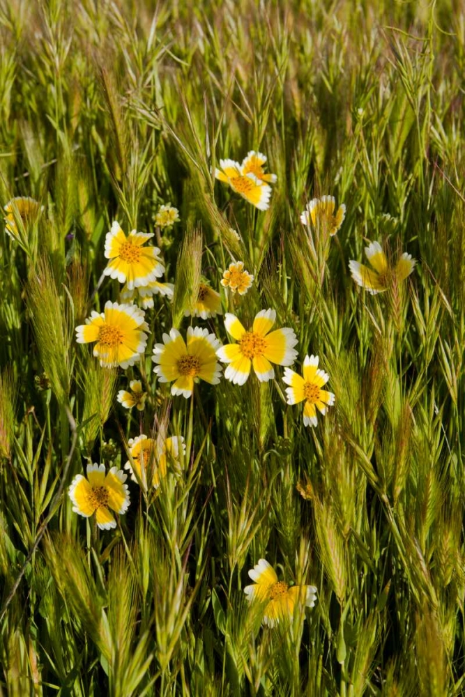 Yellow and White III art print by Lee Peterson for $57.95 CAD