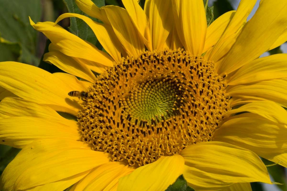 Sunflower I art print by Lee Peterson for $57.95 CAD