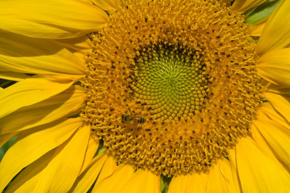 Sunflower II art print by Lee Peterson for $57.95 CAD