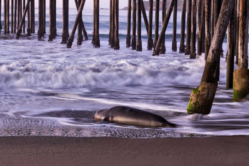 San Simeon Pier I art print by Lee Peterson for $57.95 CAD