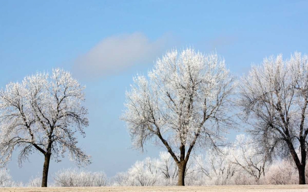 Frozen Fog I art print by Tammy Putman for $57.95 CAD