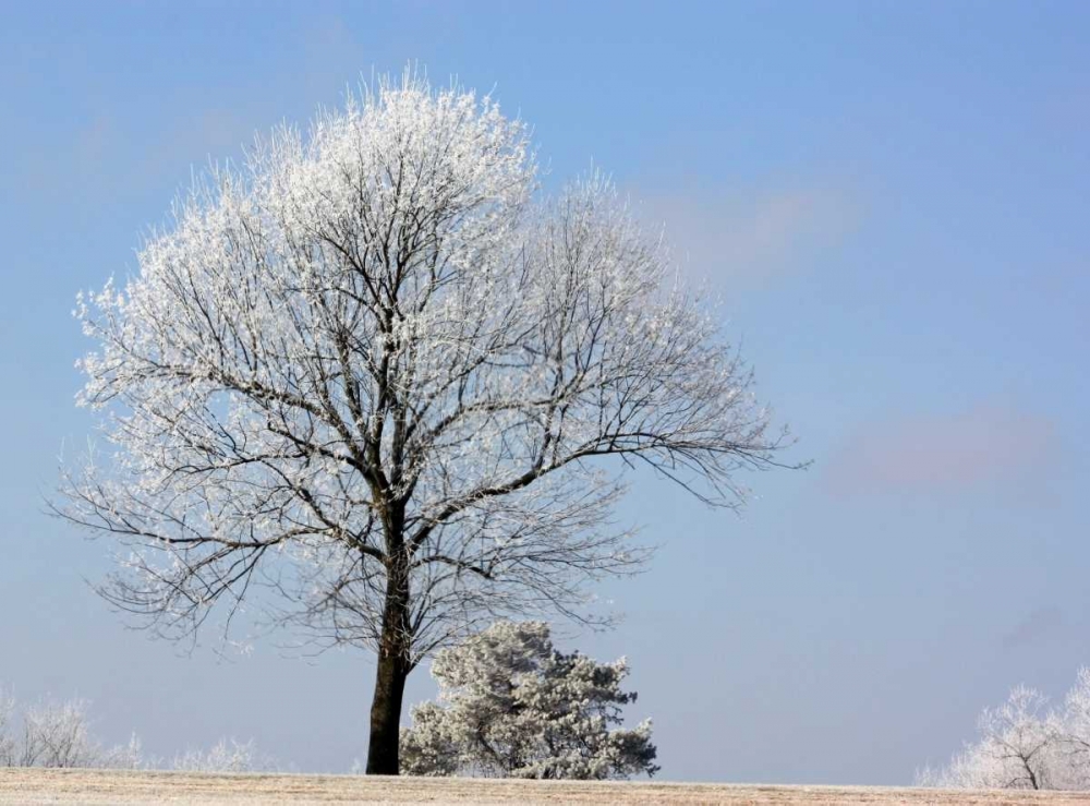 Frozen Fog II art print by Tammy Putman for $57.95 CAD