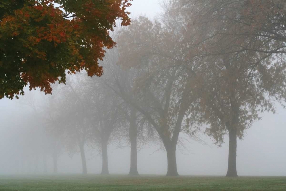 Foggy Trees I art print by Tammy Putman for $57.95 CAD
