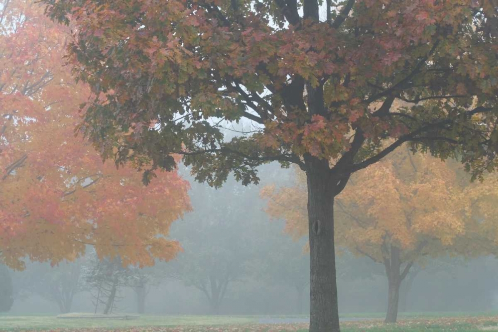 Foggy Trees II art print by Tammy Putman for $57.95 CAD