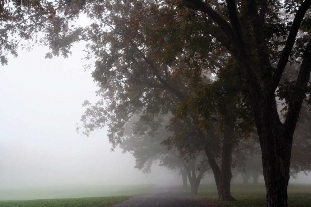 Foggy Trees III art print by Tammy Putman for $57.95 CAD