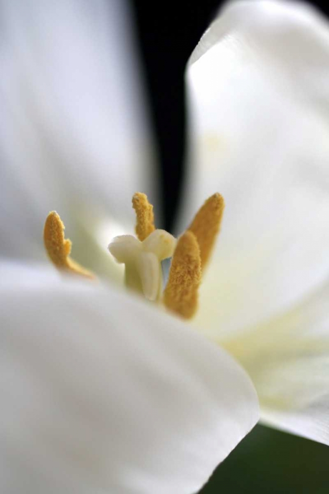 White Tulip art print by Tammy Putman for $57.95 CAD
