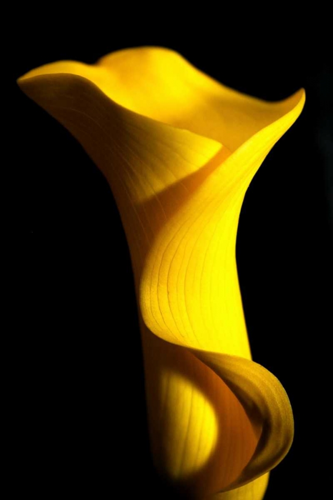 Yellow Lily art print by Tammy Putman for $57.95 CAD