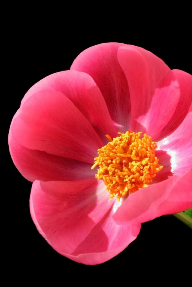 Pink Peony I art print by Tammy Putman for $57.95 CAD