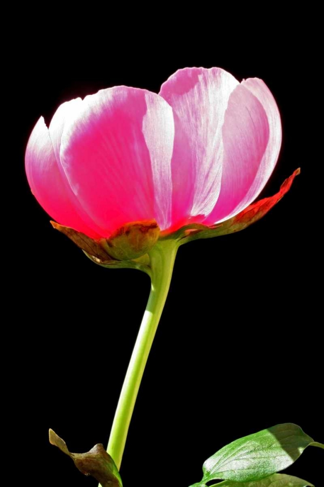 Pink Peony II art print by Tammy Putman for $57.95 CAD